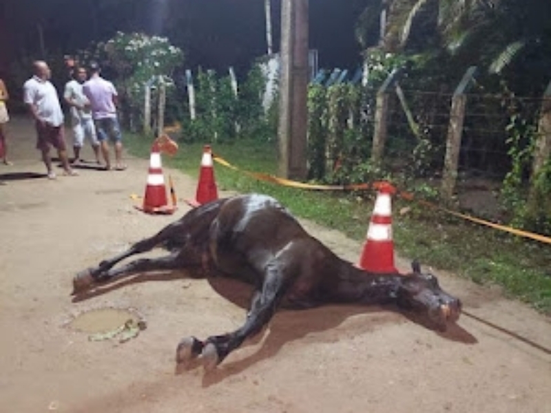 Fio de energia cai e mata cavalo em área rural de Itaporanga - Diamante  On-Line