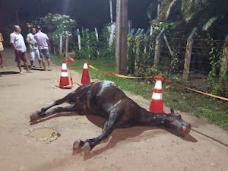 homem mata cavalo para comer